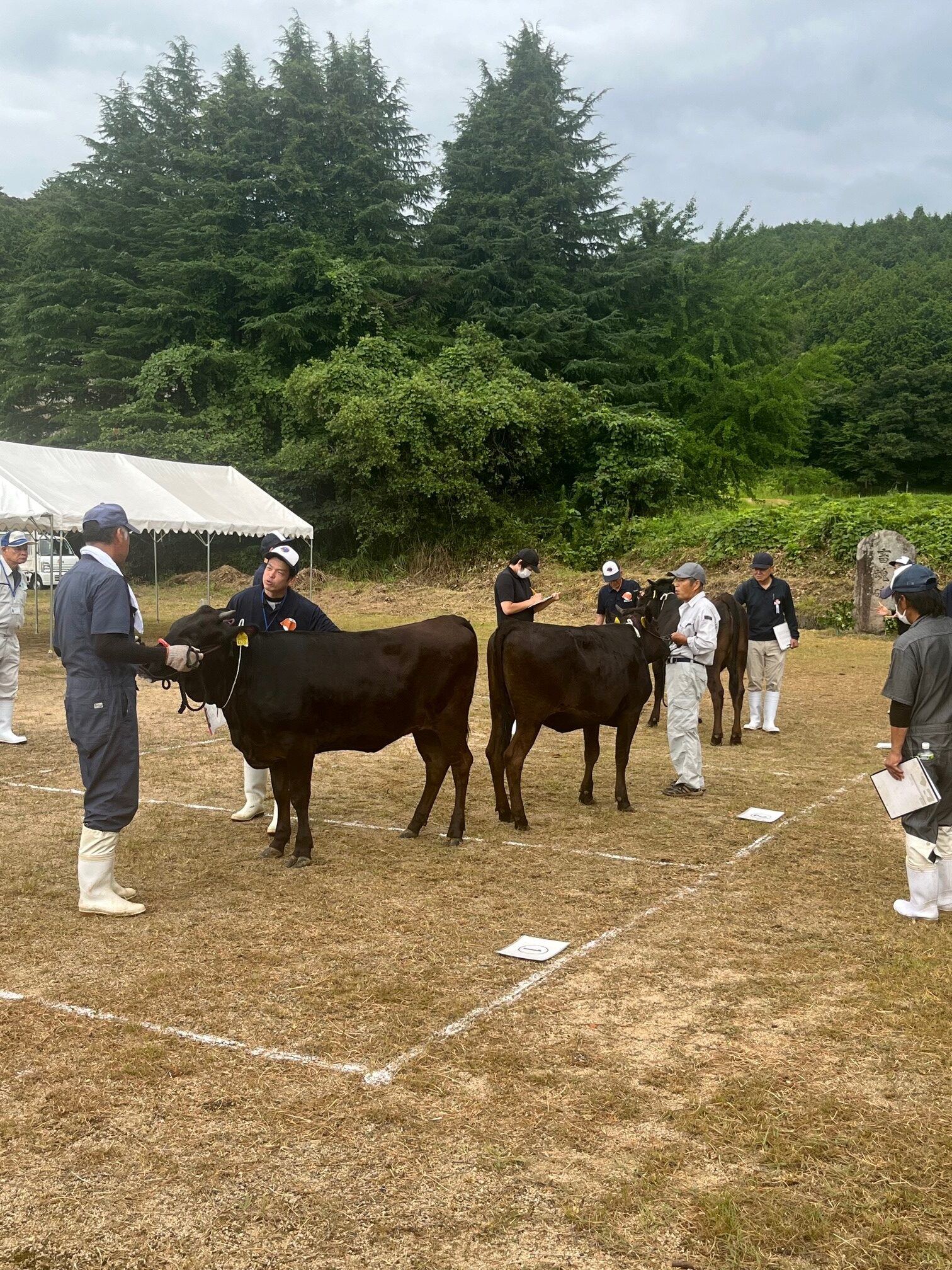 阿武萩和牛共進会🐄